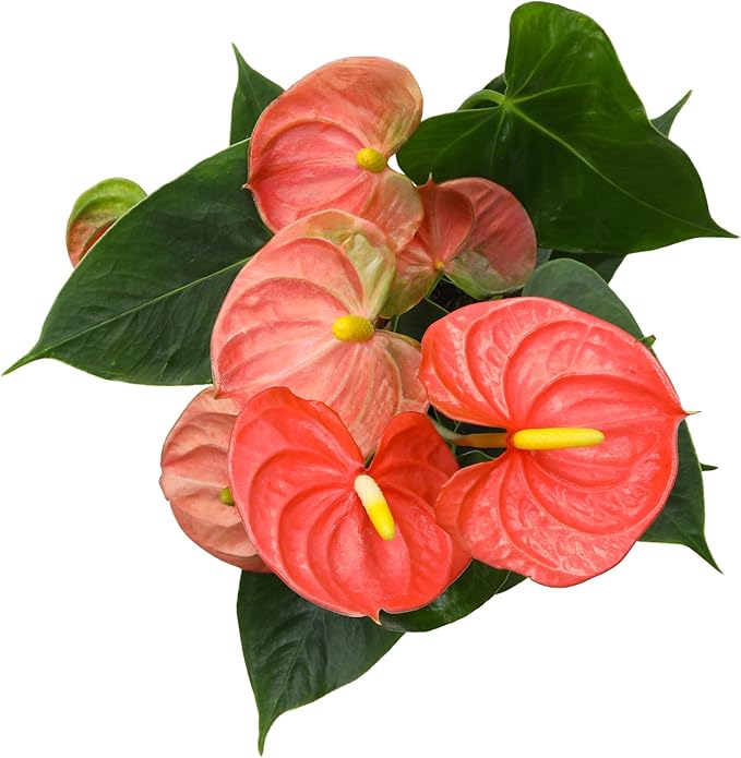 Orange Anthurium Live Plant Decor (Approx. 11-14" Tall), Real Flowers/House Plants in 4" White Pot, Floral Air Purifying Houseplants, Cool & Unique Gifts by Plants for Pets