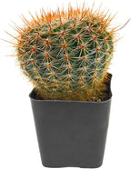 Live Cactus Plants, Fully Rooted 2-inch Cactus Succulent Plants, Rare Varieties for Gift or Home Decoration (Parodia erubescens Cactus)