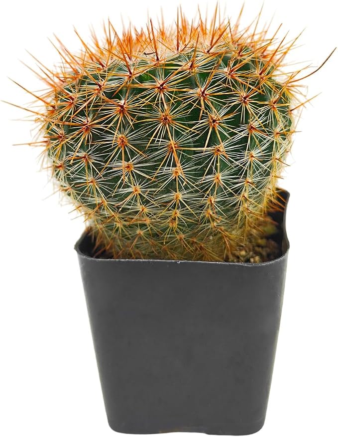 Live Cactus Plants, Fully Rooted 2-inch Cactus Succulent Plants, Rare Varieties for Gift or Home Decoration (Parodia erubescens Cactus)