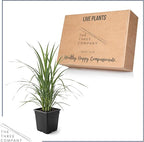 Live Ornamental Pampas Grass (Cortaderia selloana) - Pink - Perennial Accent Plant - 10" Tall by 5" Wide in 1.5 Qt Pot