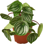 Peperomia Watermelon Live Plant for Indoor | Different Houseplants in 4'' & 6'' Pot | Real House Plant for Living Room, Office, Desk & Bathroom | Begonia | Peperomia argyreia