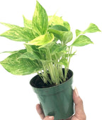 Live Pothos Plant - Epipremnum aureus ‘Marble Queen Pothos’ - ragnaroc Tropical Plant 5-8” Tall - 2ct Live Arrival Guaranteed - Low Maintenance House Plants for Home Decor & Gift