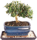Brussel's Live Harland Boxwood Outdoor Bonsai Tree - 4 Years Old; 8" to 10" Tall with Decorative Container, Humidity Tray & Deco Rock