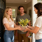 Sprout N Green Live Snake Plant with Self-Watering Pot, Sansevieria 'Golden Hahnii' for Home Office Indoor Outdoor Decoration DIY Projects Party Favor