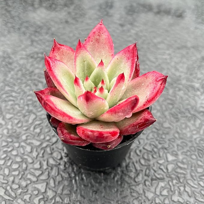 Live Succulent Echeveria 'Japanese PinkCherries', 2 Inch Fully Rooted Potted Plant, Easy Care & Drought Tolerant, Indoor Houseplant for Home Decor