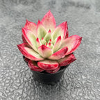 Live Succulent Echeveria 'Japanese PinkCherries', 2 Inch Fully Rooted Potted Plant, Easy Care & Drought Tolerant, Indoor Houseplant for Home Decor