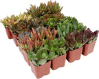 Succulents Plants Live (20PK) Potted Succulent Plants Live House Plants, Cactus Plants Live Plants Indoor Plants Live Houseplants, Indoor Plant Succulents Live Plant House Plant by Plants for Pets