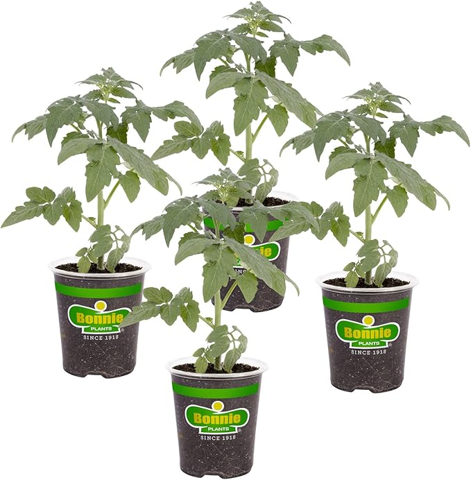 Bonnie Plants Park's Whopper Improved Tomato, 19.3 oz., 4-Pack, Live Plants