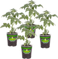 Bonnie Plants Park's Whopper Improved Tomato, 19.3 oz., 4-Pack, Live Plants