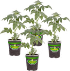 Bonnie Plants Park's Whopper Improved Tomato, 19.3 oz., 4-Pack, Live Plants