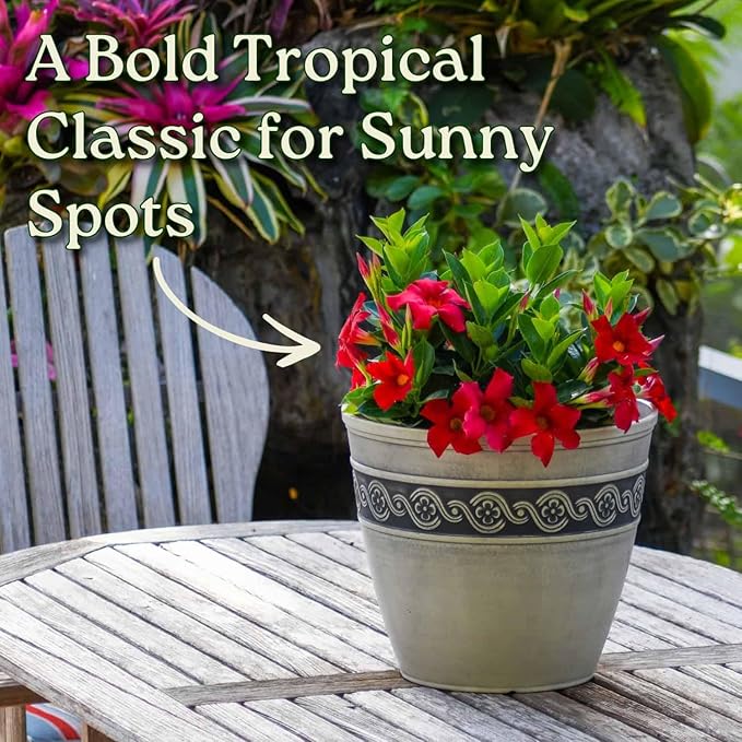 Dipladenia Bush Live Plant - Red - Overall Height 22" to 26" - Tropical Plants of Florida (Plant Only)