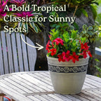 Dipladenia Bush Live Plant - Red - Overall Height 22" to 26" - Tropical Plants of Florida (Plant Only)