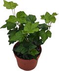 Live English Ivy Plant in 4 Inch Pot, Indoor House Plant, Hedera Helix