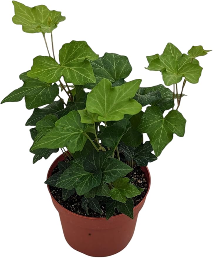 Live English Ivy Plant in 4 Inch Pot, Indoor House Plant, Hedera Helix