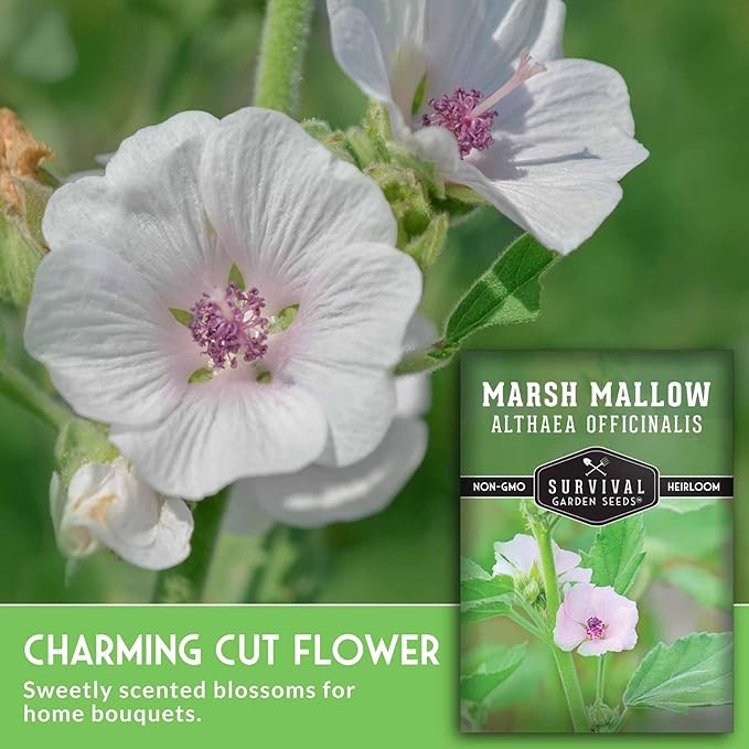 Marshmallow Seeds for Planting - Marsh Mallow Medicinal Herb, Althaea Officinalis, Traditional Root Plant for Herb Garden - Heirloom Non-GMO Open Pollinated - Survival Garden Seeds (1 Pack)