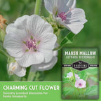 Marshmallow Seeds for Planting - Marsh Mallow Medicinal Herb, Althaea Officinalis, Traditional Root Plant for Herb Garden - Heirloom Non-GMO Open Pollinated - Survival Garden Seeds (1 Pack)