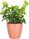 Thorsen's Greenhouse Live Green English Ivy Plant, Hedera Helix, Natural Air Purifier, Easy to Grow, Live Indoor Houseplant, 4" Diameter Pot (Terra Cotta)
