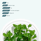 SubstrateSource Live Aquarium Plant - Hygrophila difformis Pink - Snail Free in-Vitro Easy Care Freshwater Aquatic Plants for Aquascaping, Med - High Light, Fast Growth - Tissue Culture