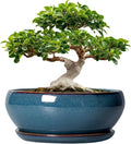 SQOWL Bonsai Tree Pots - 12 Inch Ceramic Succulent Pots, Large Shallow Planter with Drainage Hole and Saucer, Bowl Round Planters for Indoor Outdoor Plants, House Decor, House Warming Gifts, Blue