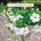 American Plant Exchange Dipladenia Bush 'White', 6-Inch Pot, Continuous Blooms, Easy-to-Care Live Plant for Indoor & Outdoor Use, Flowering Shrub Perfect for Landscapes, Container Gardens & Patios