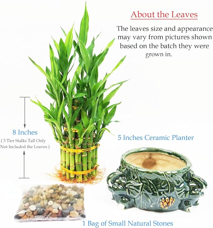 Athena’s Garden Lucky Bamboo Indoor Live Plant 3 Tier Tower Fresh Plant in Ceramic Planter (Elephant)