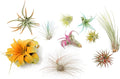10 Assorted Colorful Air Plants Variety Pack - Vibrant Color Enhanced Tillandsias - Live Tillandsia Succulent House Plants - Wholesale and Bulk - Home and Garden Decor -Easy Care Indoor/Outdoor Plant
