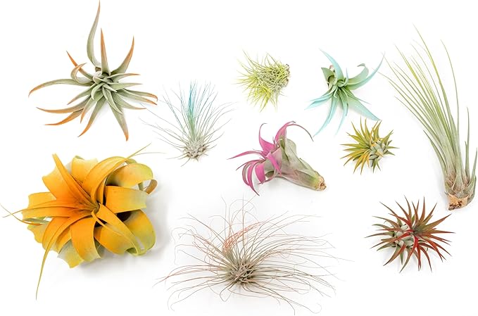 10 Assorted Colorful Air Plants Variety Pack - Vibrant Color Enhanced Tillandsias - Live Tillandsia Succulent House Plants - Wholesale and Bulk - Home and Garden Decor -Easy Care Indoor/Outdoor Plant