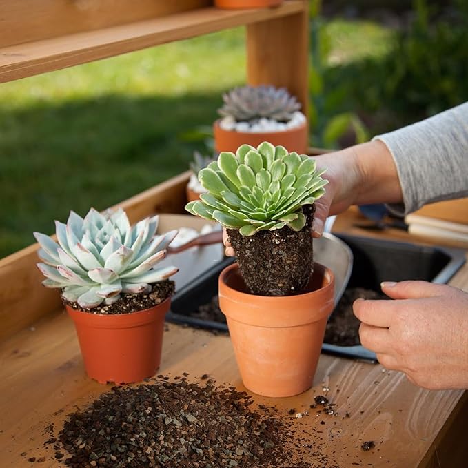 Succulent & Cactus Soil Potting Mix 2qt, Natural Organic Potting Mix for Cactus, Succulent, Palm, and Citrus Grown in Containers Indoors and Outdoors
