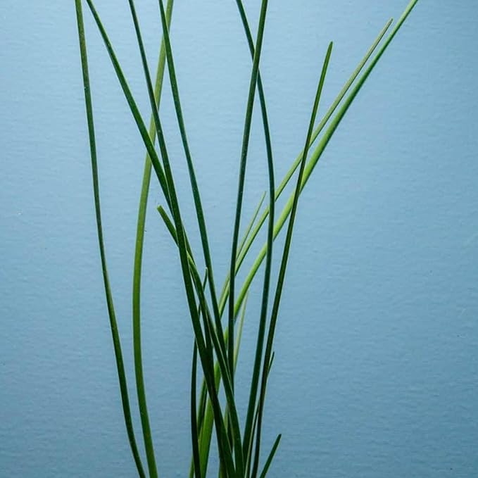 Water Onion Dwarf (Zephyranthes Candida) – Live Bare Root Aquatic Pond Plant – Hardy White Flowering Marginal – 1, 3 or 5 Pack – Grown in USA by CANTON AQUATICS (1)