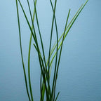 Water Onion Dwarf (Zephyranthes Candida) – Live Bare Root Aquatic Pond Plant – Hardy White Flowering Marginal – 1, 3 or 5 Pack – Grown in USA by CANTON AQUATICS (1)
