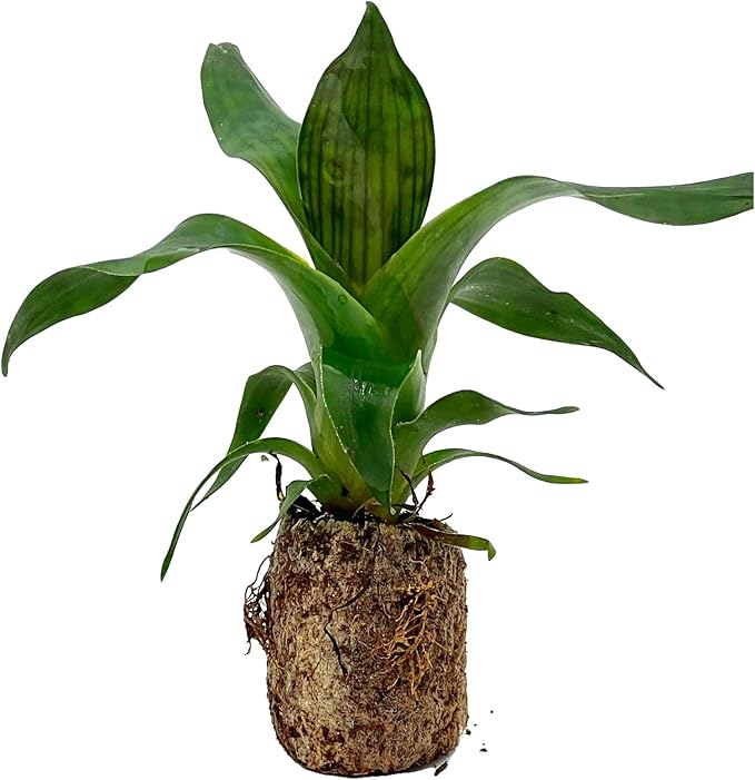 ragnaroc Live Plants – Bromeliad Vrisea Gigantea Nova, 4-8" 2" Plug - 1ct - Live Arrival Guaranteed - House Plants for Home Decor & Gift