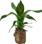 ragnaroc Live Plants – Bromeliad Vrisea Gigantea Nova, 4-8" 2" Plug - 1ct - Live Arrival Guaranteed - House Plants for Home Decor & Gift