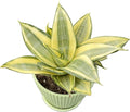 Sprout N Green Sansevieria 'Golden Hahnii' with Green Stripe Pot, Live Snake Plant Fully Rooted in 4" Planter with Soil, Home Office Indoor Outdoor Wedding Decoration DIY Projects Party Favor