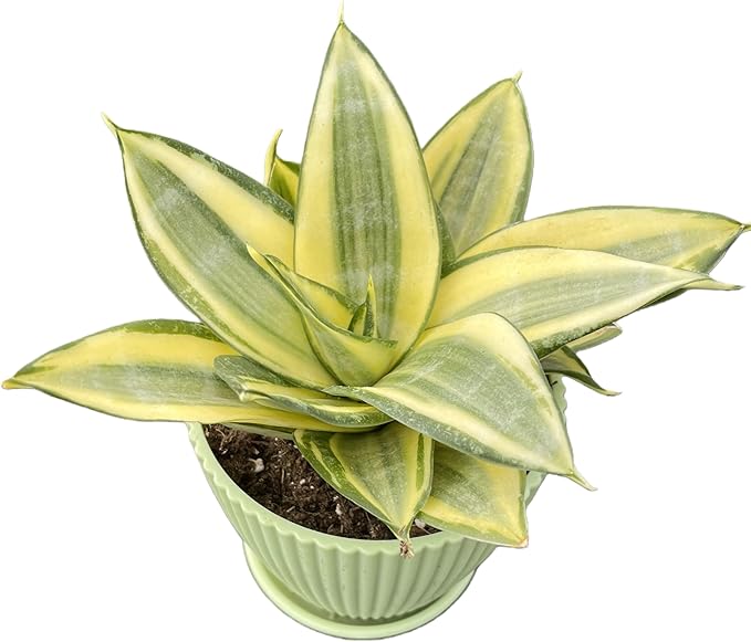 Sprout N Green Sansevieria 'Golden Hahnii' with Green Stripe Pot, Live Snake Plant Fully Rooted in 4" Planter with Soil, Home Office Indoor Outdoor Wedding Decoration DIY Projects Party Favor