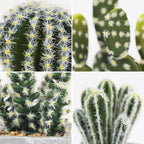 4Pcs Realistic Faux Cactus Set, Lifelike Resin Mini Cacti in Pots - No-Care Artificial Plants for Home Office Desk Decor, Shelf, Party - Durable, Easy Clean, for Plant Lovers