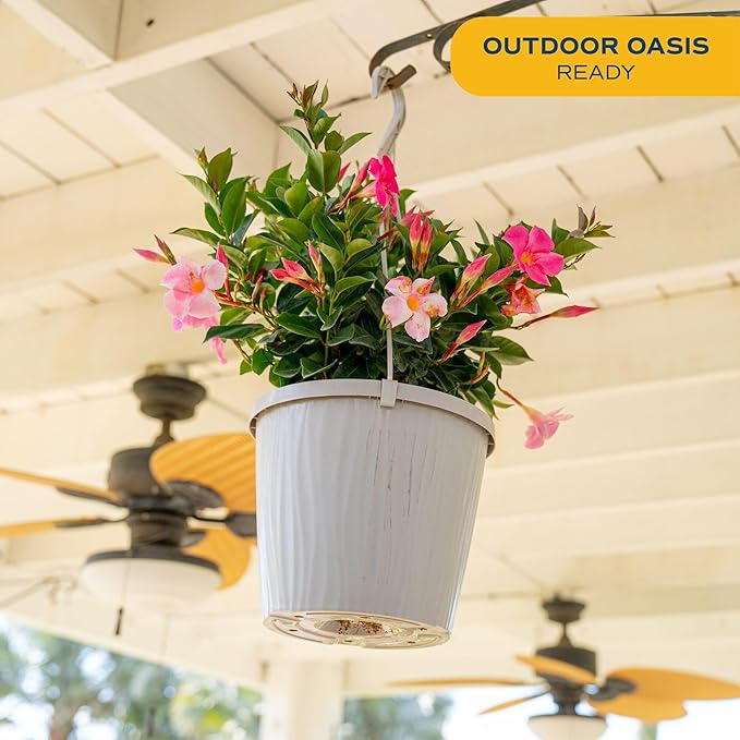 Costa Farms Premium Flowering Mandevilla Hanging Basket Live Outdoor Plant, 20-Inches Tall, Grower Choice Flowers, 1.5-GAL, 2-Pack