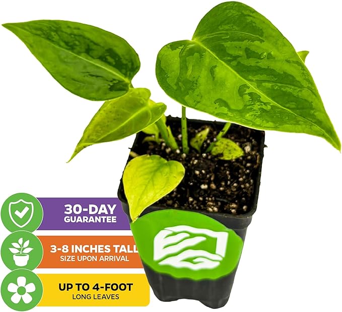 King Veitchii Anthurium - Anthurium Veitchii by Wellspring Gardens - Live Starter Plant - Live Indoor Plant - Ideal Air Purifying Plant for Home or Office, Great for Indoor Gardening