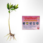 Generic AquaGardens | Red Mangrove - Live Plant (Large + Heat Pack for Cold Weather Shipping), Green