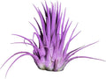 Air Plants - Tillandsia Ionantha - Organically Enhanced Color - Live Arrival Guaranteed - House Plants for Home Decor & Gift (Lavender 1pk)