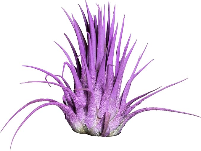 Air Plants - Tillandsia Ionantha - Organically Enhanced Color - Live Arrival Guaranteed - House Plants for Home Decor & Gift (9 pk Combo, 3pk Blue Bell + 6pk Mix)