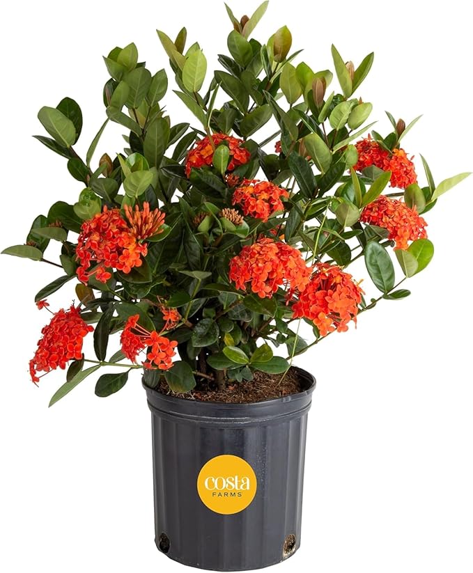 Costa Farms Live Ixora Plant Blooming Shrub in 10in. Pot, Grower's Choice Color Flowers - Houseplant for Garden & Home Decor - Indoor, Outdoor and Patio Plant
