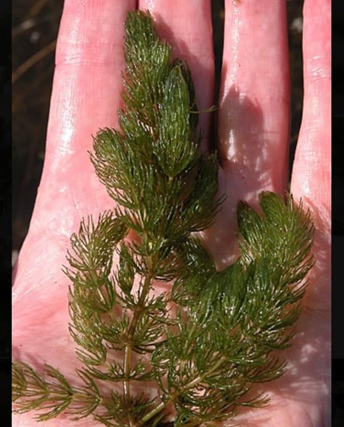 Marcus Fish Tanks Hornwort Ceratophyllum Live Aquarium Plant Planted Tank Beginner - Buy 2 G 1 F