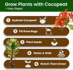 Bonsai Tree Kit for Beginners - 5 Unique Japanese Bonsai Seeds, DIY Indoor Gardening Crafts for Adults | Valentine's, Mother's Day & Birthday Gifts for Women and Men | Complete Starter Kit with Tools