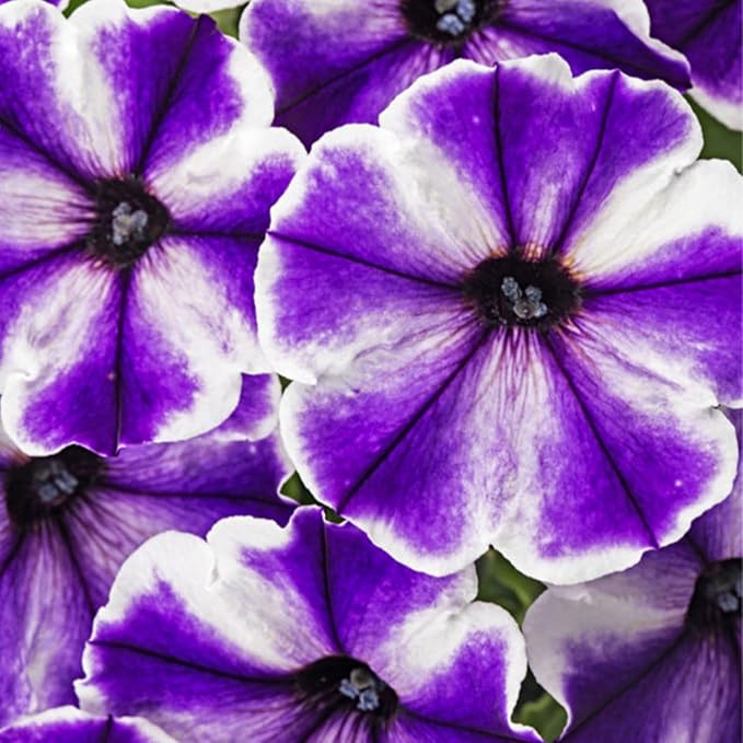 Rare Petunia Seeds for Planting - 300+ Beautiful Perennial Petunia Seeds Heirloom Flowers- High Germination Rate Open Pollinated