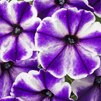 Rare Petunia Seeds for Planting - 300+ Beautiful Perennial Petunia Seeds Heirloom Flowers- High Germination Rate Open Pollinated