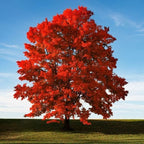 50+ Red Maple Seeds for Planting Outdoors - Heirloom Maple Tree Seeds (Acer rubrum)