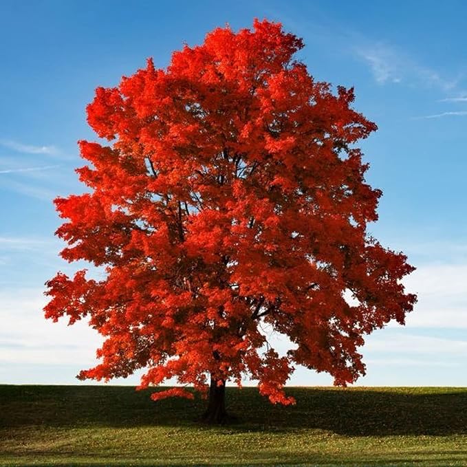 50+ Red Maple Seeds for Planting Outdoors - Heirloom Maple Tree Seeds (Acer rubrum)