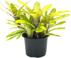 ragnaroc Live Plants – Bromeliad Neoregelia Tigrina, 8-12" in 6" Pot - 1ct - Live Arrival Guaranteed - House Plants for Home Decor & Gift