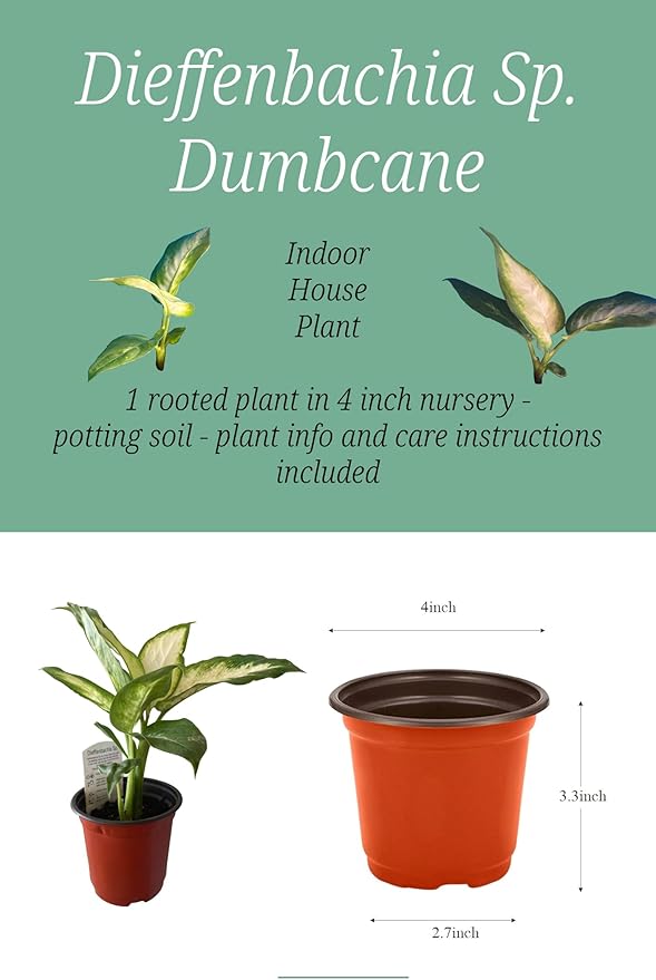 Dieffenbachia Dumbcane Plant, Live Indoor Houseplant in 4-inch Pot