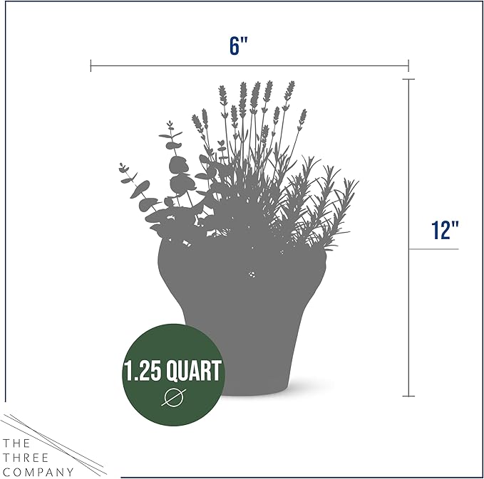 Live Aromatic and Healthy Herb Combo in Deco Cover - Air Purifier, Combo Includes Rosemary, Lavender, and Eucalyptus, 12" Tall by 6" Wide